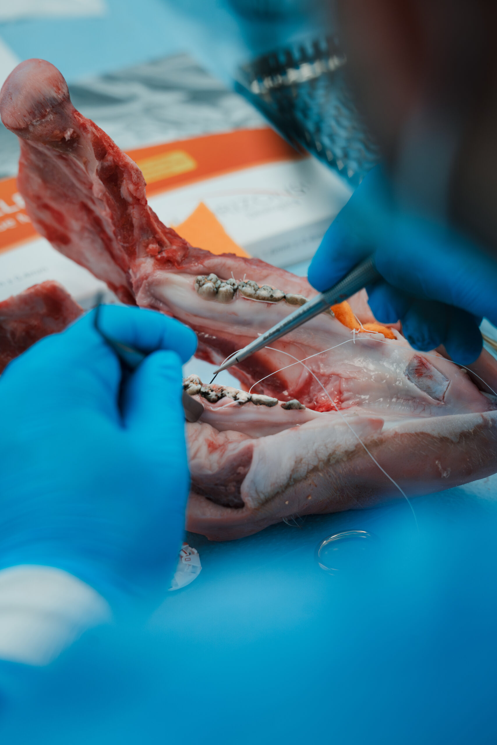 Hands-on surgical preparation on pig jaw model
